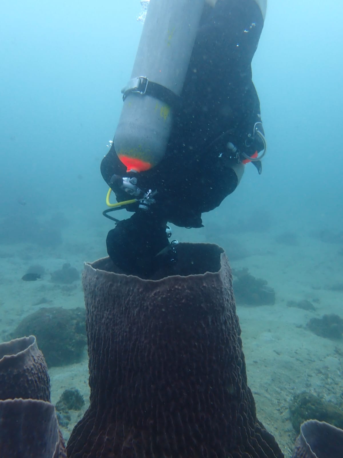 Aquatic Ecology & Underwater Work