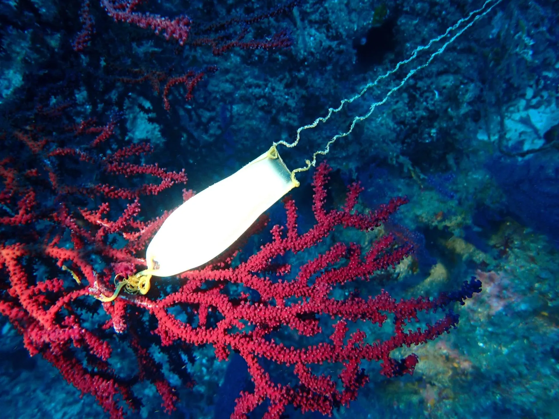 Aquatic Ecology